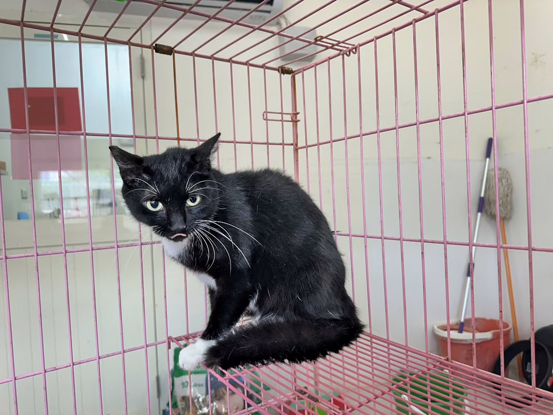 Black adult female mixed-breed cat, Medium, shelter no. …0705