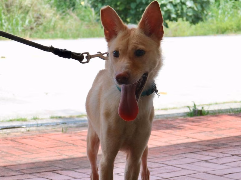 Tan adult female mixed-breed dog, Large, shelter no. …9016