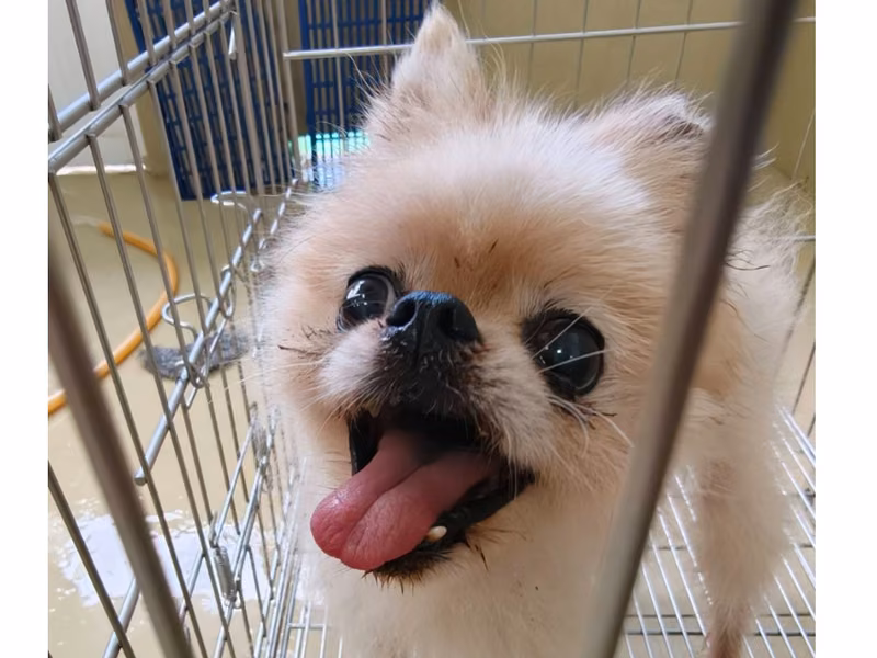 White adult male Pomeranian, Small, shelter no. …9001