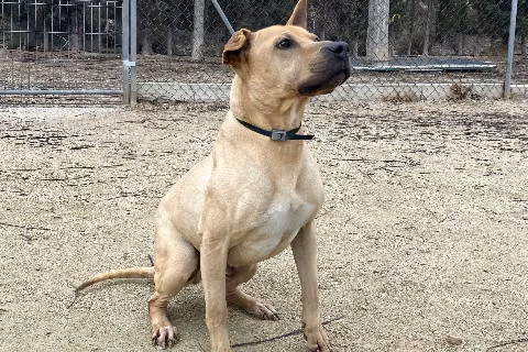 Londres, Senior · Male · Medium · Mixed breed