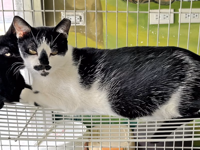 Black-and-white adult male mixed-breed cat, Large, shelter no. …9003