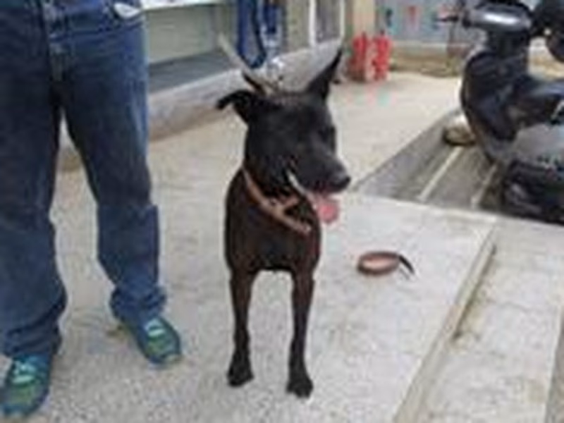 Black adult male mixed-breed dog, Medium, shelter no. …8015