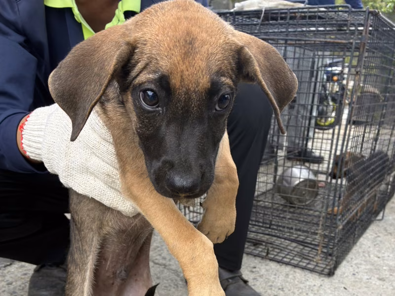 Young male mixed-breed dog, Small, shelter no. …7013