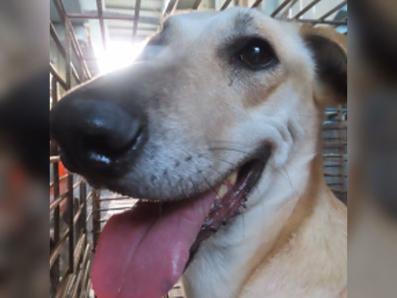 Tan adult female mixed-breed dog, Medium, shelter no. …8-16