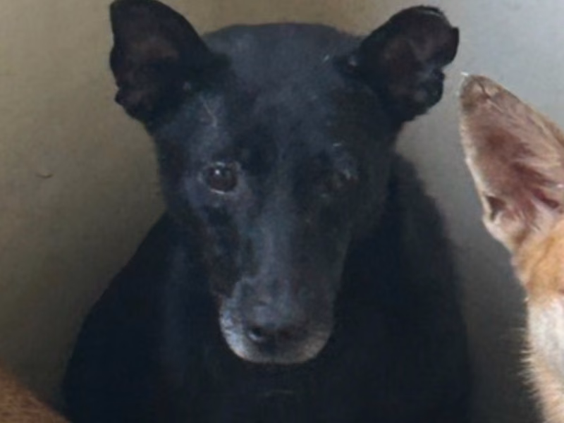 Black adult male mixed-breed dog, Medium, shelter no. …2041