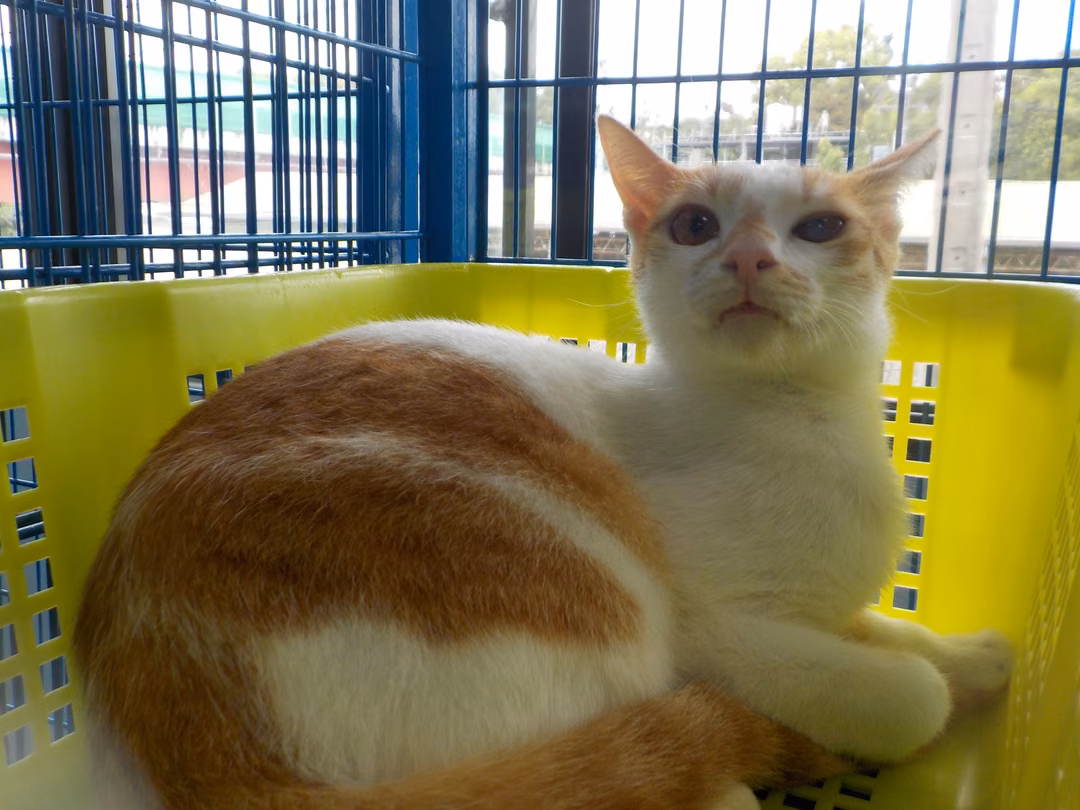 Orange-and-white adult male mixed-breed cat, Small, shelter no. …11C1
