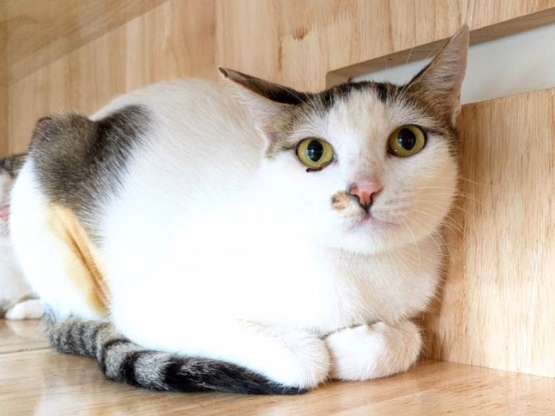 Tabby-and-white adult female mixed-breed cat, Medium, shelter no. …5002