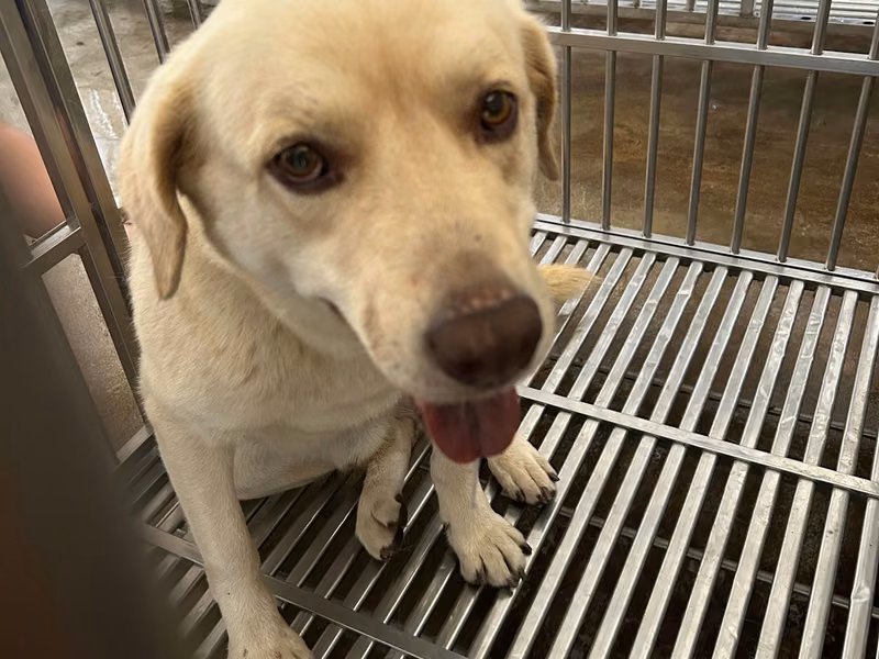 Tan-and-white adult male mixed-breed dog, Large, shelter no. …6001