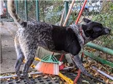 Black-and-white adult female mixed-breed dog, Medium, shelter no. …1001