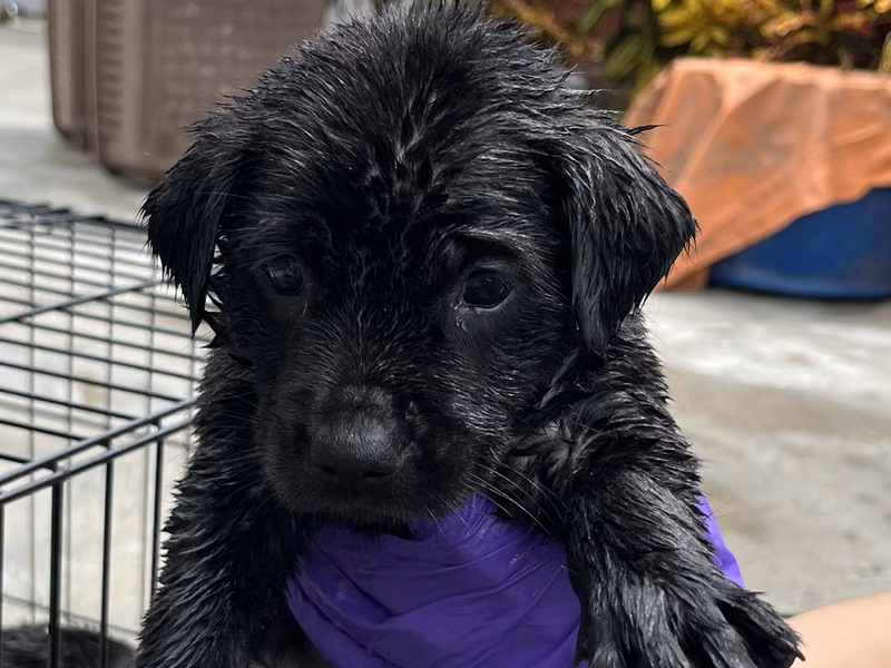 Black young female mixed-breed dog, Small, shelter no. …7008