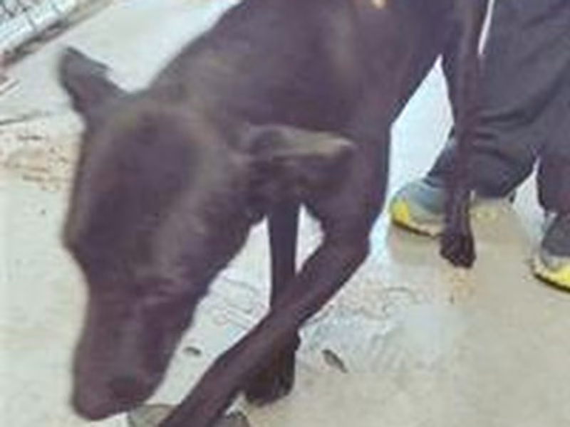 Black adult female mixed-breed dog, Medium, shelter no. …2510