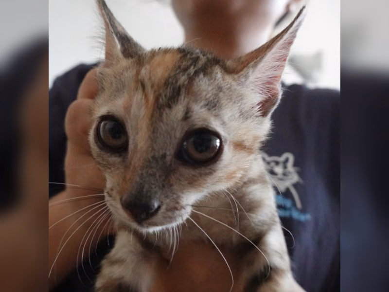 Tabby young female mixed-breed cat, Small, shelter no. …8-17