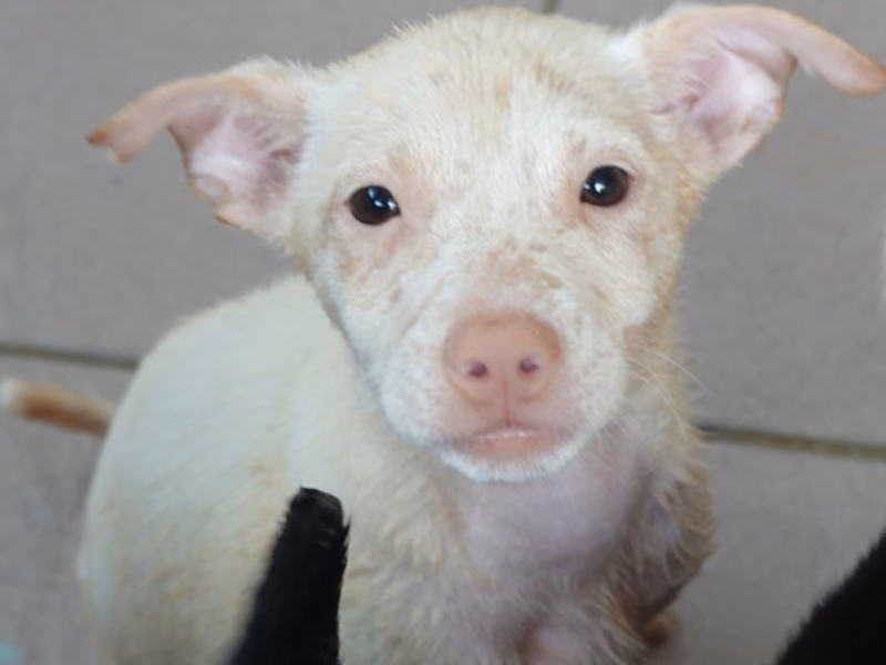 White young female mixed-breed dog, Small, shelter no. …7-05