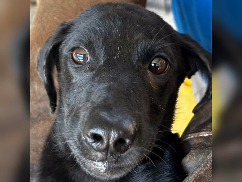 ミックス犬(メス・若い・黒)、中型, 施設番号 …9019
