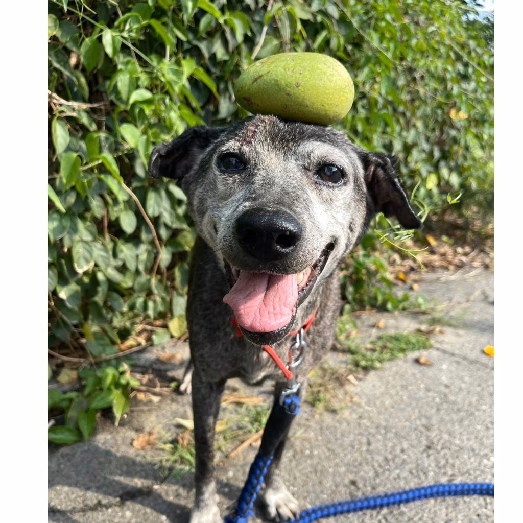 Black adult female mixed-breed dog, Medium, shelter no. …8-01