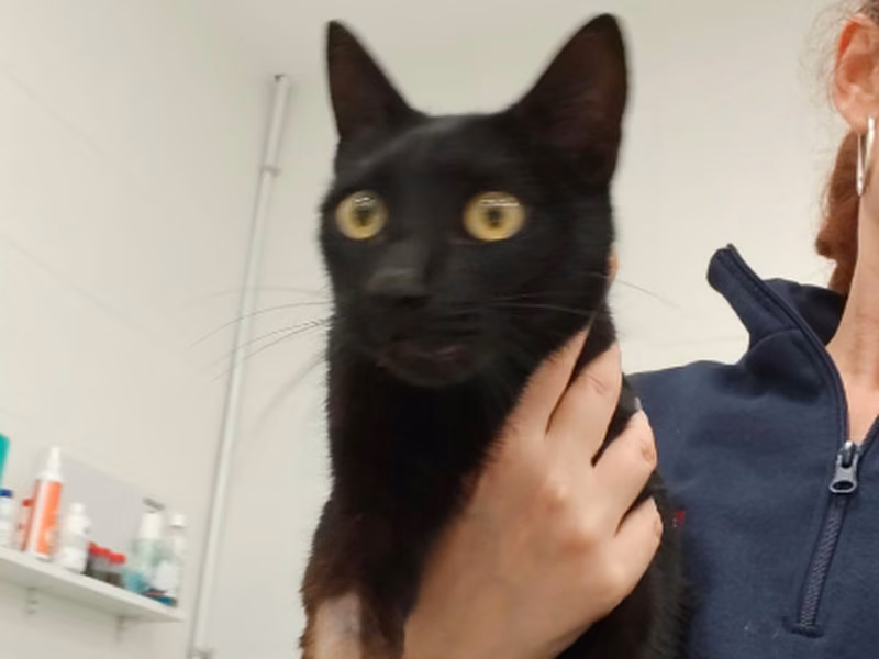 Amaretto, Young · Male · European Shorthair