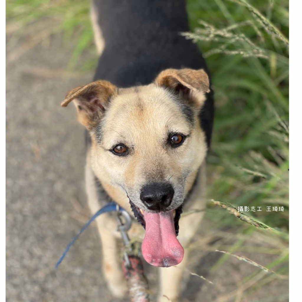 Black-and-tan adult male mixed-breed dog, Medium, shelter no. …1-04
