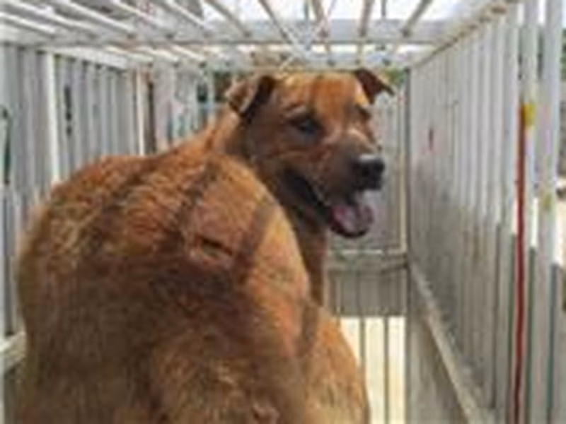 Tan adult male mixed-breed dog, Medium, shelter no. …8006