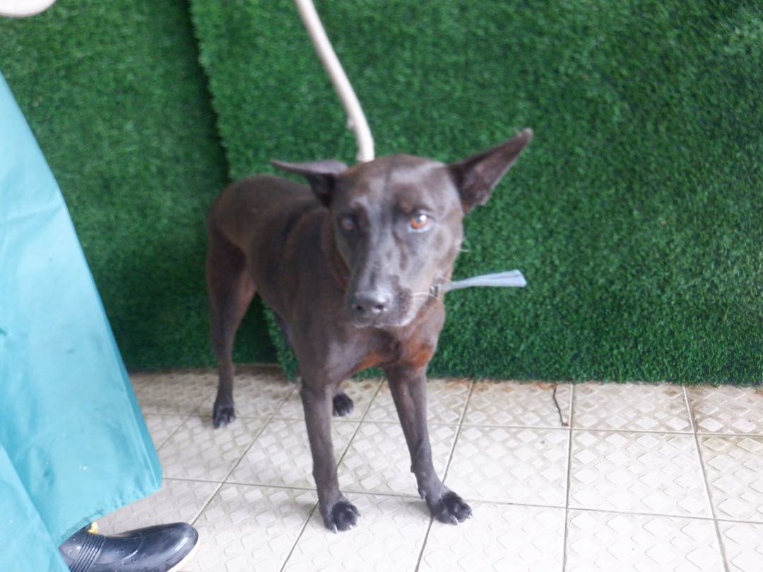Black adult male mixed-breed dog, Medium, shelter no. …2624