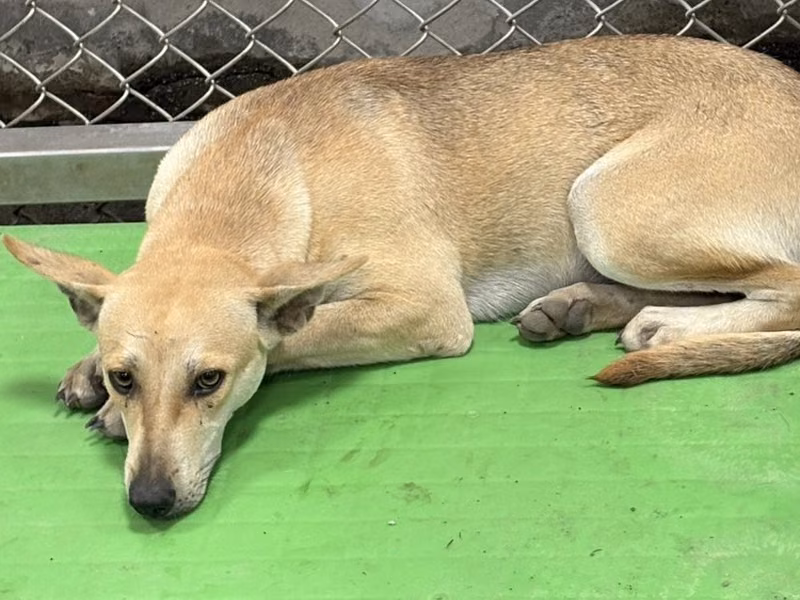 Tan adult female mixed-breed dog, Large, shelter no. …6001