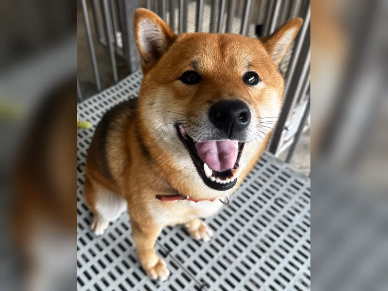 黄色成年公柴犬，中型, 收容编号 …5001