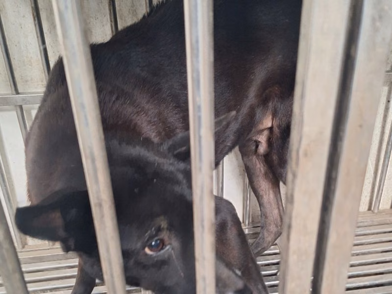 Black adult male mixed-breed dog, Large, shelter no. …020D