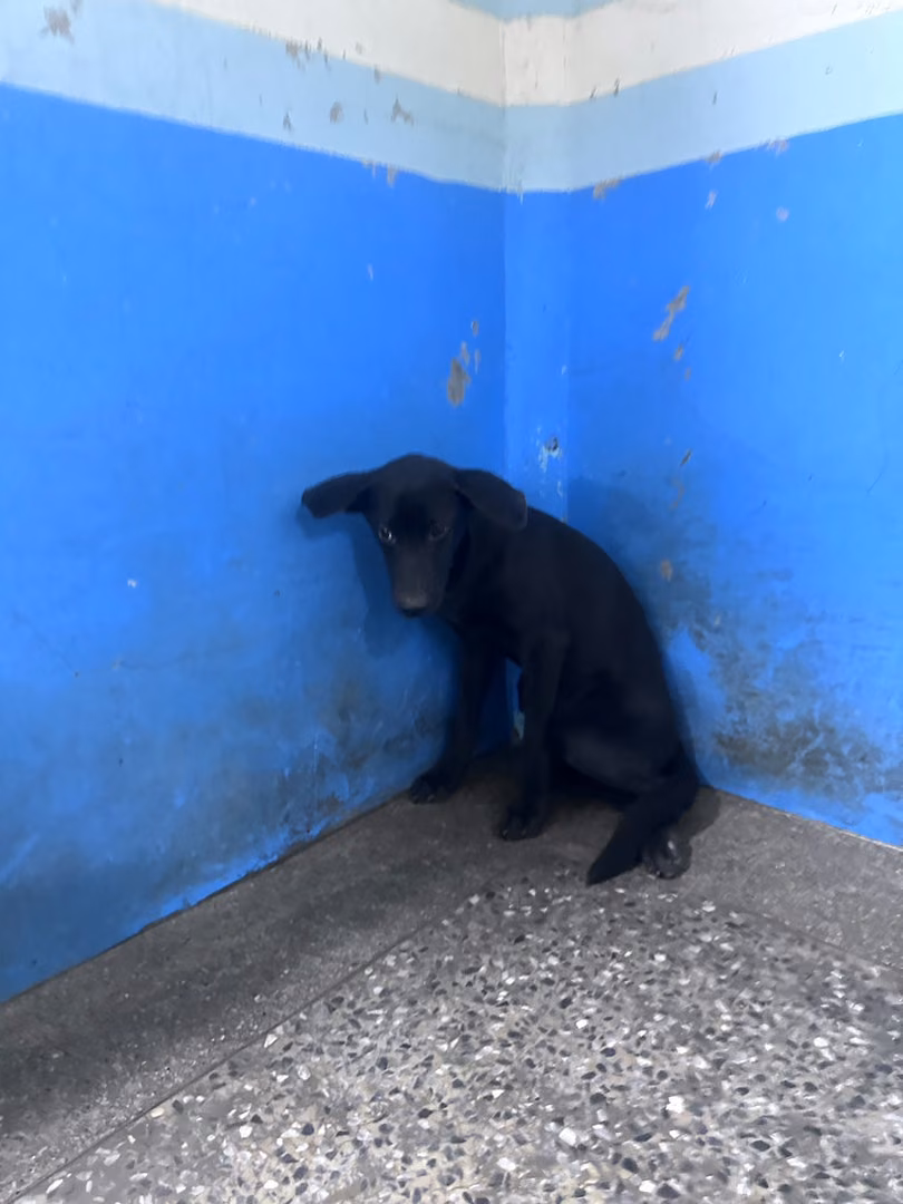 Black adult female mixed-breed dog, Large, shelter no. …7006