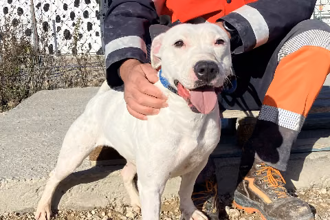 Luisa, Adult · Female · Medium · Mixed breed