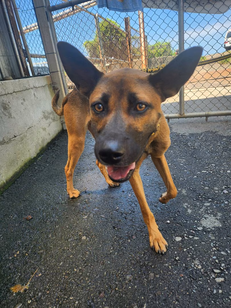 Black-and-brown young male mixed-breed dog, Medium, shelter no. …2001