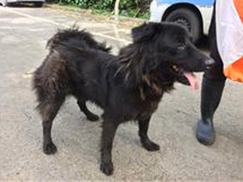 Black adult male mixed-breed dog, Medium, shelter no. …1806