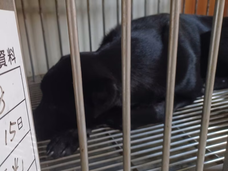 Black adult male mixed-breed dog, Large, shelter no. …038D