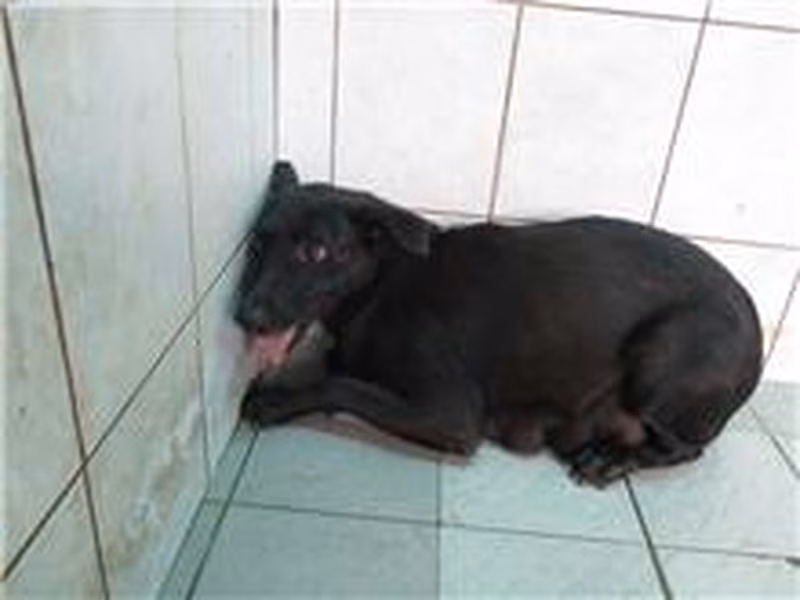 Black adult female mixed-breed dog, Medium, shelter no. …1256