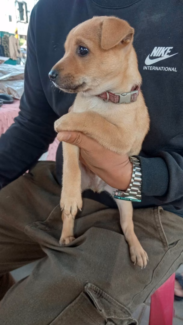 Tan young male mixed-breed dog, Medium, shelter no. …4003