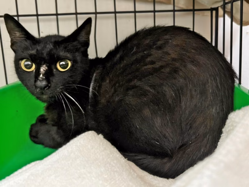 Black adult female mixed-breed cat, Medium, shelter no. …0705