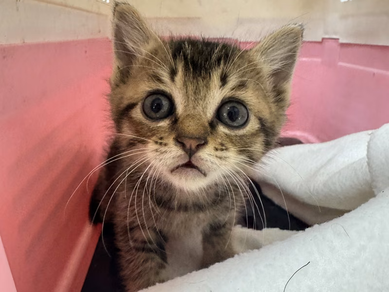Tabby young male mixed-breed cat, Small, shelter no. …7002