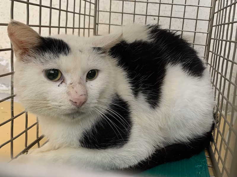 ミックス猫(オス・成猫・黒と白)、小型, 施設番号 …2502