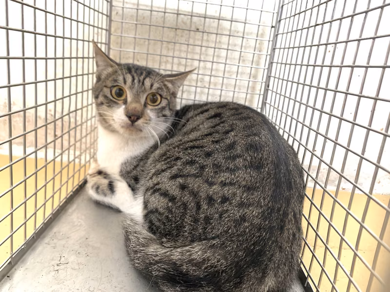 Tabby-and-white adult male mixed-breed cat, Small, shelter no. …1305