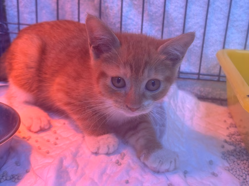 Orange tabby young female mixed-breed cat, Small, shelter no. …7006