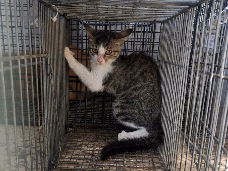 Young female mixed-breed cat, Small, shelter no. …3C02