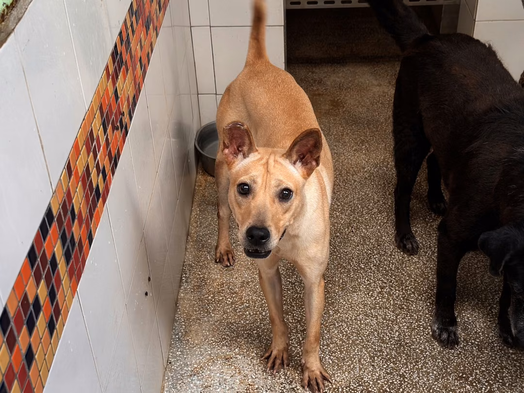 Tan adult female mixed-breed dog, Medium, shelter no. …24B1