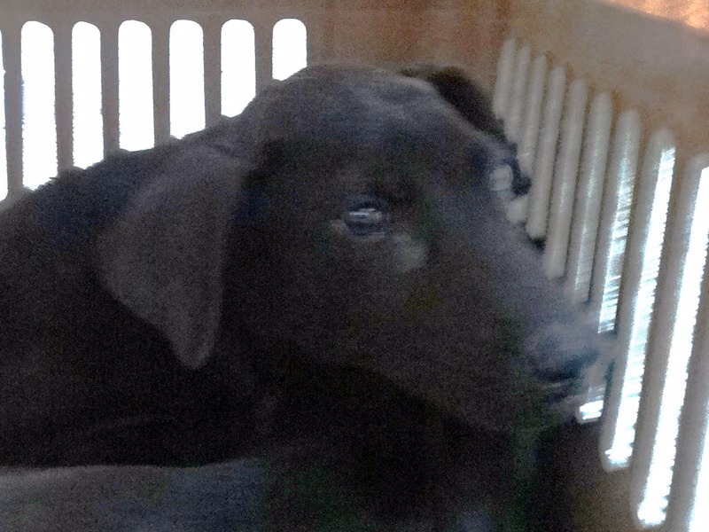 Black young male mixed-breed dog, Medium, shelter no. …1208