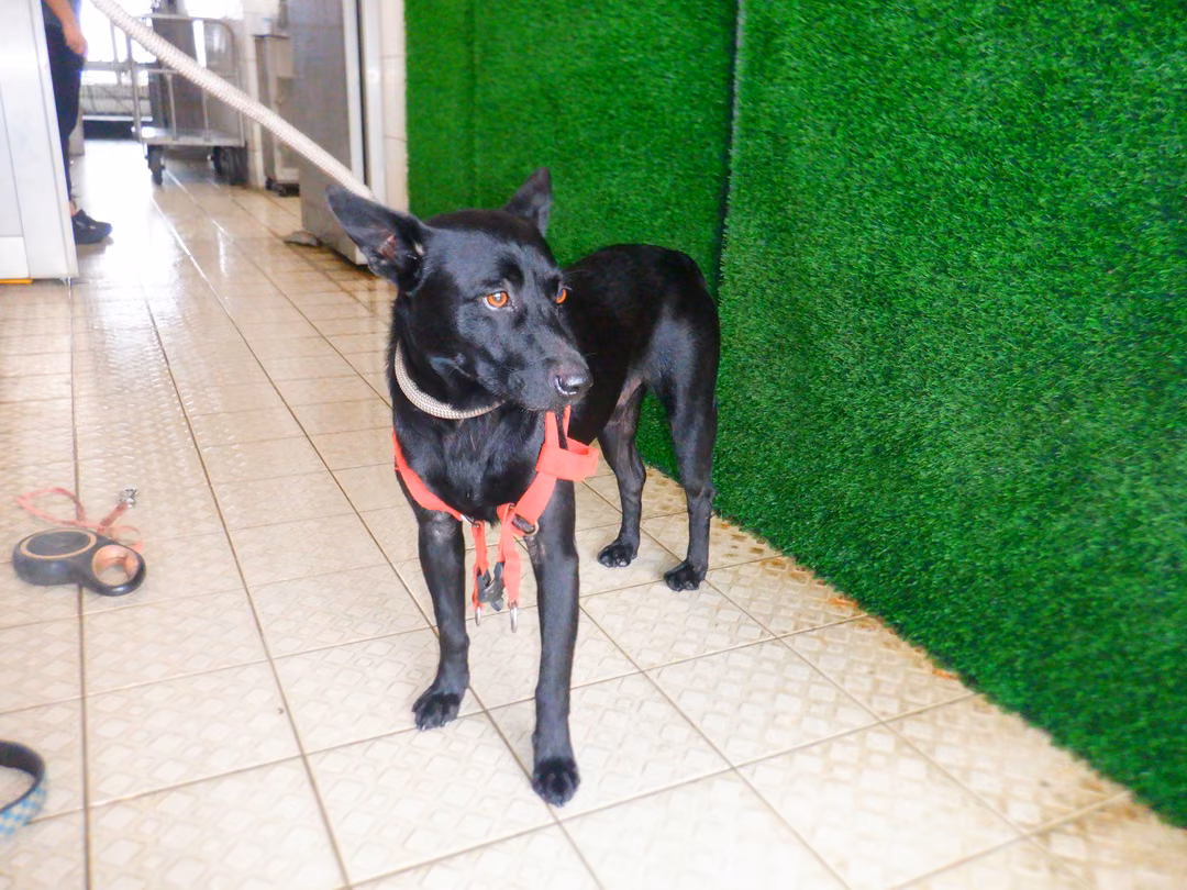Black adult male mixed-breed dog, Medium, shelter no. …8670