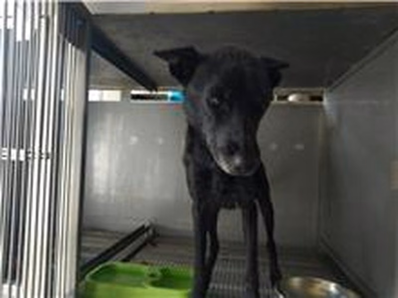 Black female mixed-breed dog, Medium, shelter no. …8D01
