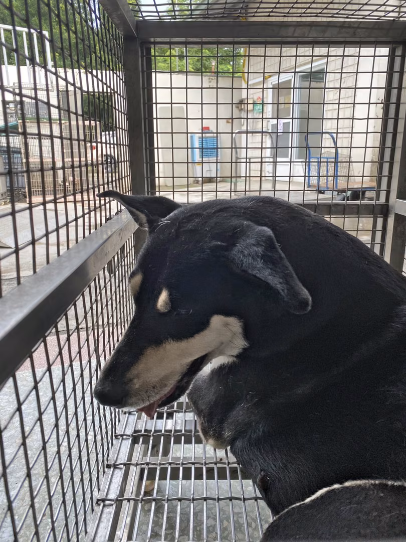 Black-and-tan adult female Formosan Mountain Dog, Large, shelter no. …0-06