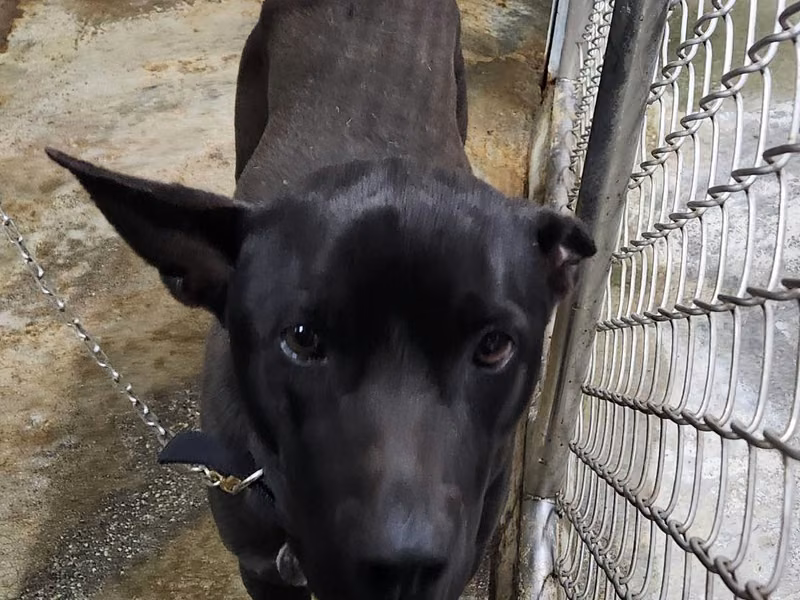 Black adult male mixed-breed dog, Medium, shelter no. …2001
