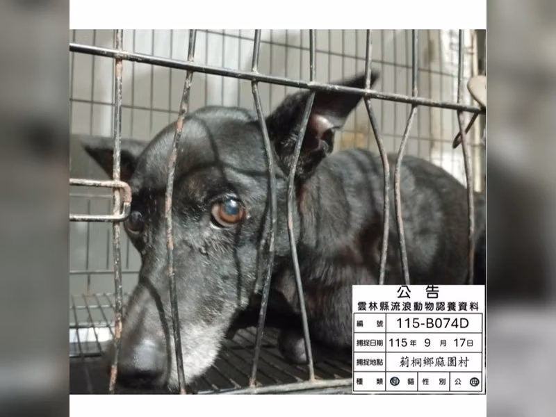 Black adult female mixed-breed dog, Medium, shelter no. …074D