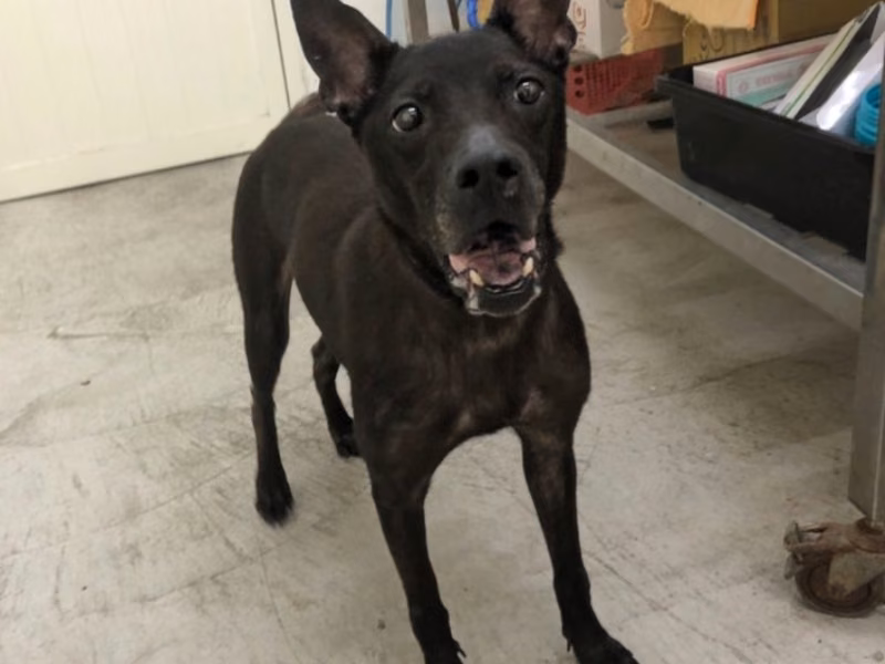 Black adult female mixed-breed dog, Medium, shelter no. …1101