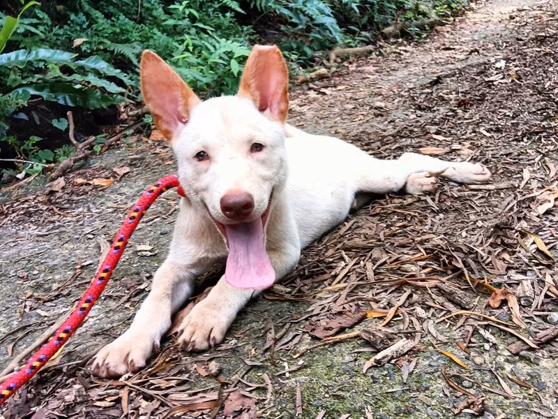 White young male mixed-breed dog, Small, shelter no. …2005