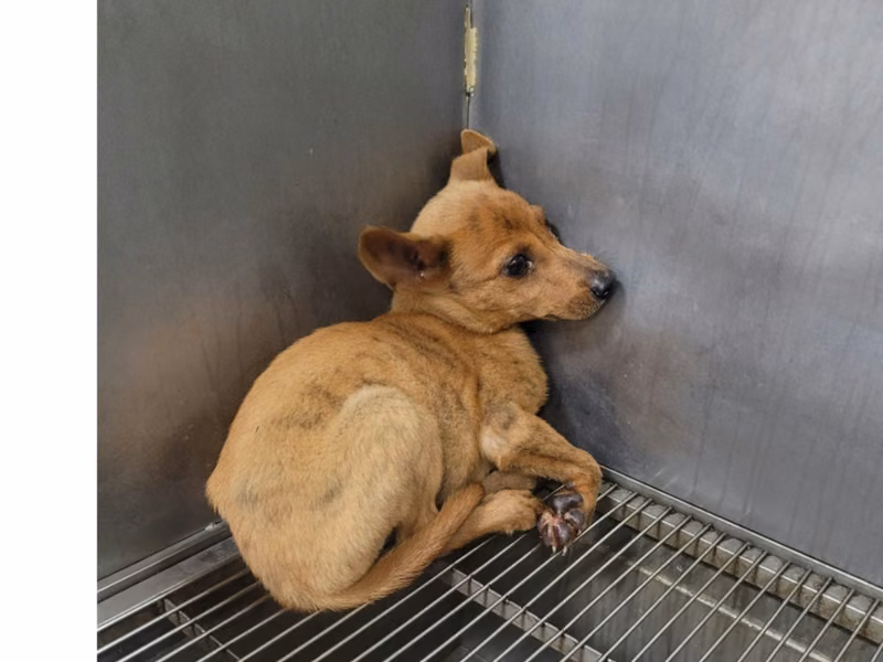 Tan young mixed-breed dog, Small, shelter no. …7013