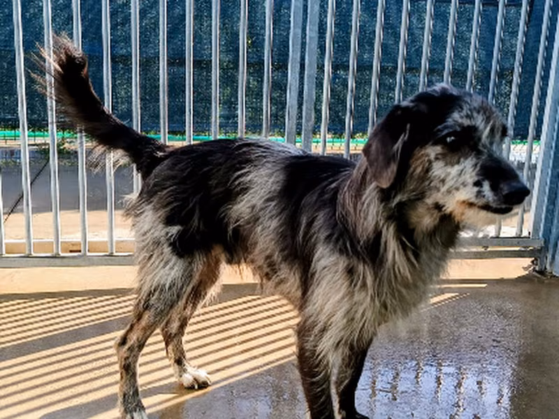 Panaque, Adult · Male · Mixed breed